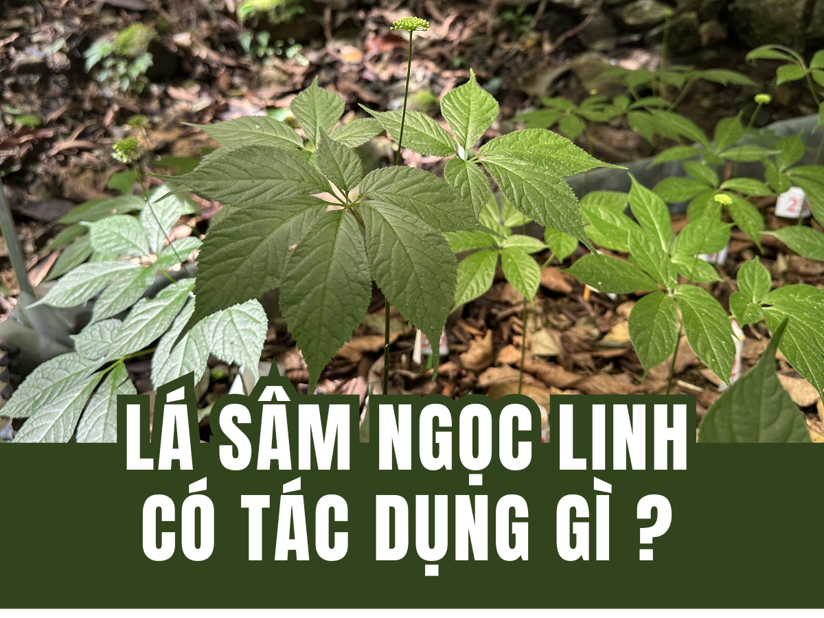 l&aacute; s&acirc;m ngọc linh bao nhi&ecirc;u tiền